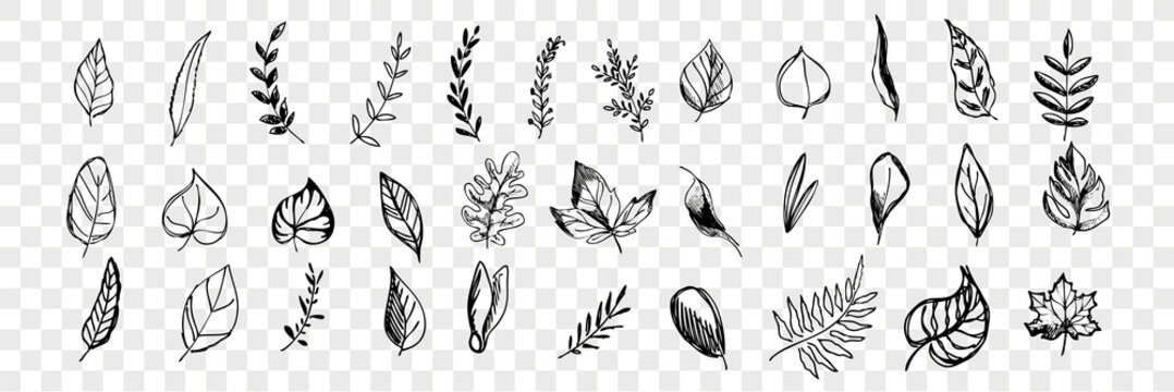 different hand drawn tree leaves set collection