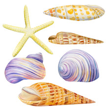 Watercolor Set Of Seashells And Starfish On An Isolated White Background, Hand Drawing, Summer Sea Clipart