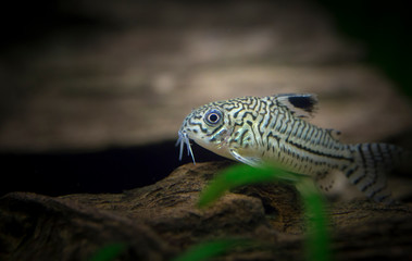 Wall Mural - Corydoras julii. Tropische Fische schwimmen im Aquarium