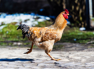 Wall Mural - Chicken and rooster on a farm. Free grazing. Ecological farm.