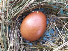 The Chicken Laid An Egg. Natural Organic Homemade Eggs. Fresh Egg Lie On The Hay. Without GMO.