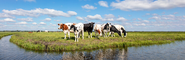 Cows at the bank of a creek flat land and water and on the horizon a blue sky with white clouds.