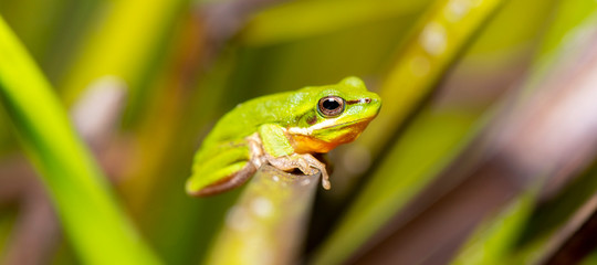 Wall Mural - Wallum Sedge Frog also known by Litoria olongburensis.