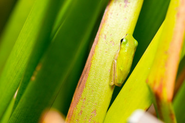 Wall Mural - Wallum Sedge Frog also known by Litoria olongburensis.