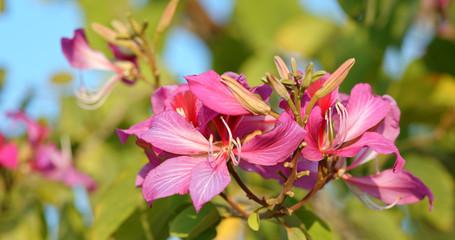 Canvas Print - Beautiful purple Bauhinia on the tree