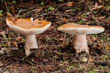 Amanita Rubescens, Growing On The Forest Floor. Spain.
