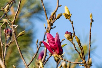 Pink petals of Susan magnolia flower (Magnolia liliiflora x Magnolia stellata) on blurred background of branches and closed buds. Selective focus. Flowering plants in spring landscape garden.