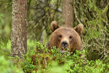 European Brown Bear (Ursus Arctos)
