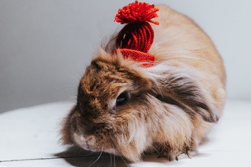 Cute bronze rabbit posing in red christmas winter hat. Pet animal,