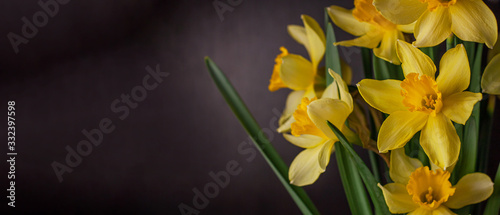 Bouquet of yellow daffodils on black background. Spring blooming yellow flowers green leaves, Easter greeting card, holidays website banner low key modern style. Dark and moody nature closeup header.