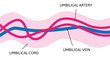 anatomy of umbilical cord. two umbilical veins and one umbilical artery