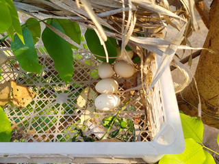 Eggs in nest