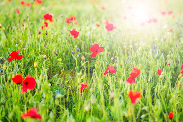 Wall Mural - Wild Flowers on Meadow in Summer. Blur Bokeh Background