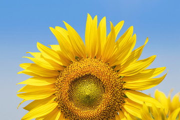 sunflower flowers blooming in plantation field under blue sky 