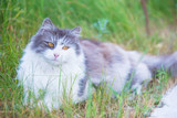 Fototapeta Koty - Fluffy cat with yellow eyes in the green grass.