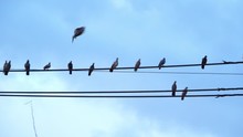 Slow Motion Speed Scene Of Pigeon Landing Leg On Electric Line Between Them Friends, Nature Behavior Of Bird Flock That Live In City, Row Of Dove On Wire
