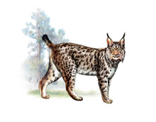 Lynx In The Forest
