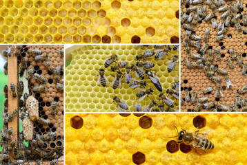 Wall Mural - Reproduction of bees. How bees multiply. Photo collage on bee breeding. Beekeeping concept.