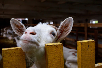 Wall Mural - Portrait of goat