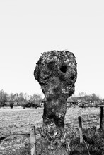An Old Willow In Which I Imaginatively See A Face With An Eye, Nose, Mouth And The Adam's Apple