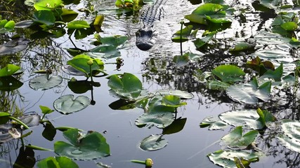 Poster - Bird Hops on Lilypads in swampy river