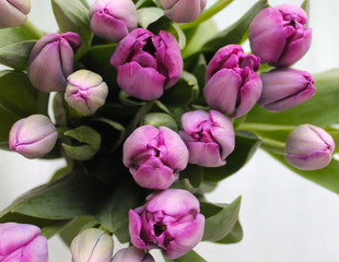  A bouquet of fresh purple tulips is on the table. Concept of a holiday greeting or gift
