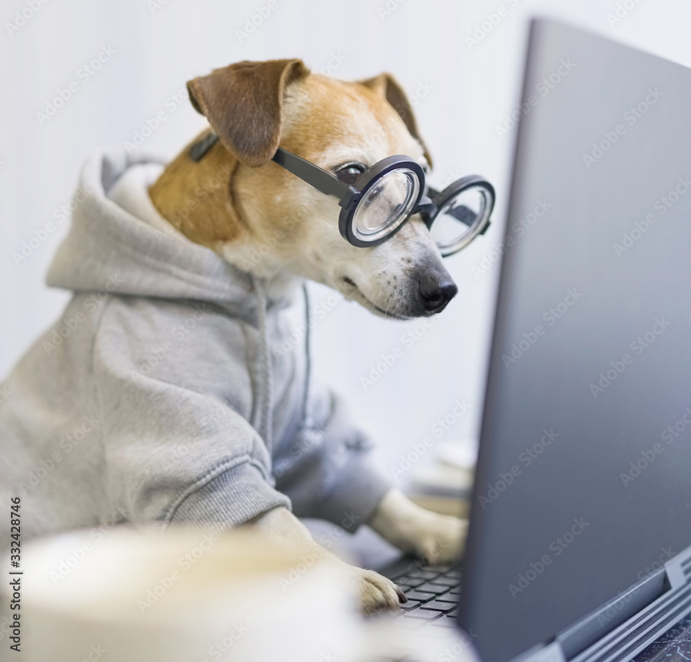 Adorable dog staring computer screen.  concentrated focused attentive scrupulous nerd work. Shocked confused by information. Freelancer work from home during quarantine Social distancing busy. square - obrazy, fototapety, plakaty 