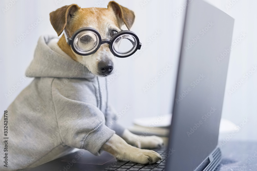 computer laptop using by funny nerd dog in jumper. Looking to the camera pet programmer. remotely working. Freelancer work from home. distract from task. horizontal photo. quarantine Social distancing - obrazy, fototapety, plakaty 