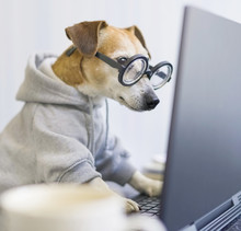 Adorable Dog Staring Computer Screen.  Concentrated Focused Attentive Scrupulous Nerd Work. Shocked Confused By Information. Freelancer Work From Home During Quarantine Social Distancing Busy. Square
