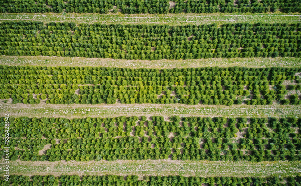 Vertical aerial view of a plantation with fir trees for the Christmas harvest - obrazy, fototapety, plakaty 