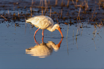 Wall Mural - A wading White Ibis is reflected in the water