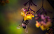 Beautiful close ups of butterflies and bees sitting on flowers with gentle sun light and bokeh backgrounds.