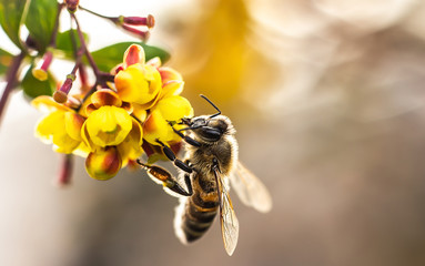 Beautiful close ups of butterflies and bees sitting on flowers with gentle sun light and bokeh backgrounds.