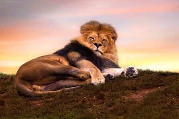 Wall Mural - Reclining male lion