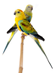 Sticker - male and female parrot (haematonotus psephotus) singing isolated