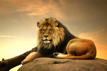 male lion, reclining
