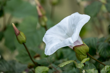 Wall Mural - Convolvulus arvensis (field bindweed)