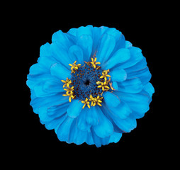 Wall Mural - Surreal blue Zinnia flower isolated on black. High detailed macro photo