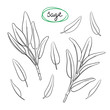 Sage sprigs and leaves/ Hand drawn culinary herbs and spices/ Sage parts sketch collection/ Black outline on white background/ Vector illustration