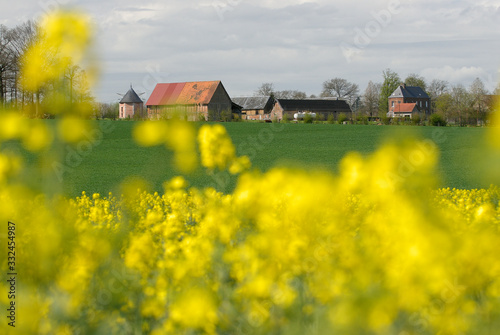 Fotografía Champ de colza en fleur, corps de ferme en arrière plan