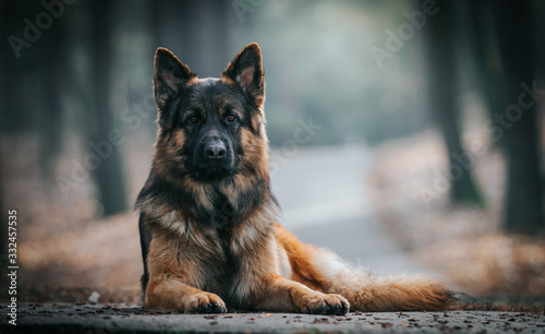 Fotografía German shepherd longhaired dog posing outside