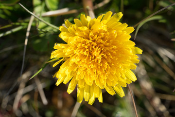 Macro profile of yellow dandelion (Latin: Taraxacum). A dandelion flower head composed of numerous small florets. This plant is important food source and salad material. Important in agriculture.