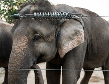 Elephant In Captivity Behind An Electric Fence In Chitwan, Nepal