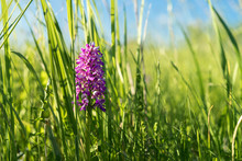 Very Rare European Native Orchid (Latin: Orchidaceae, Dactylorhiza Baltica) On A Meadow. Also Called Marsh Or Spotted Orchid. Lilac Pillar Within Bright Green Leaves Under Summer Sun. Estonia, Europe.