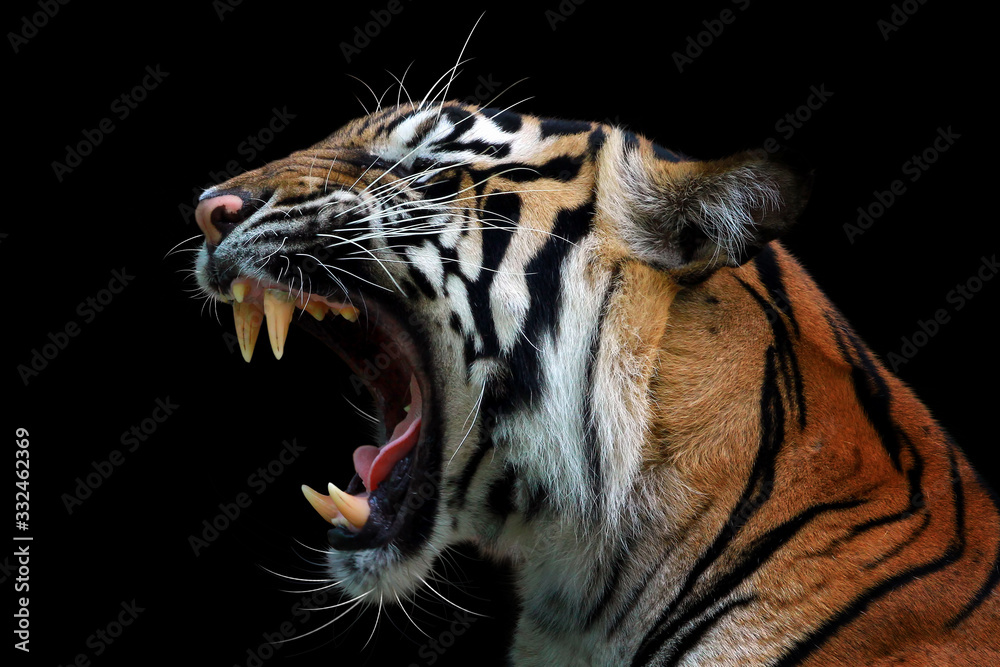 Head of sumateran tiger - obrazy, fototapety, plakaty 