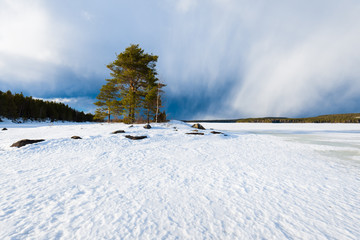 Dramatic blue sky above the snow-covered frozen Kuito lake, coniferous forest in the background. Evergreen trees close-up. Storm clouds. Karelia North, Lapland