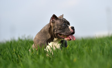 Wall Mural - american bully dog on the green field