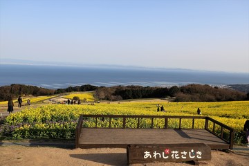 Poster - あわじ花さじき　菜の花畑