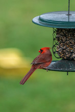 Cardinal At A Feeder
