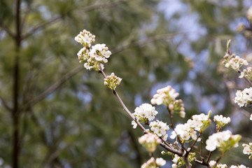 Wall Mural - Blossom tree over nature background/ Spring flowers/Spring Background - Image